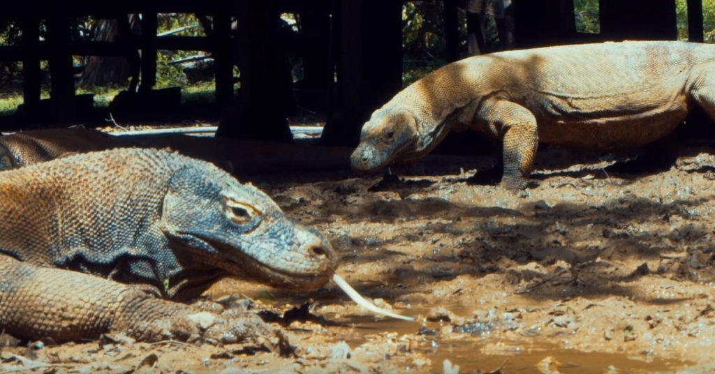 Komodo Dragon The Majestic Lizard Of Asean Indonesia إندونيسيا Forum Komodo Dragon The Majestic Lizard Of Asean Indonesia إندونيسيا Forum